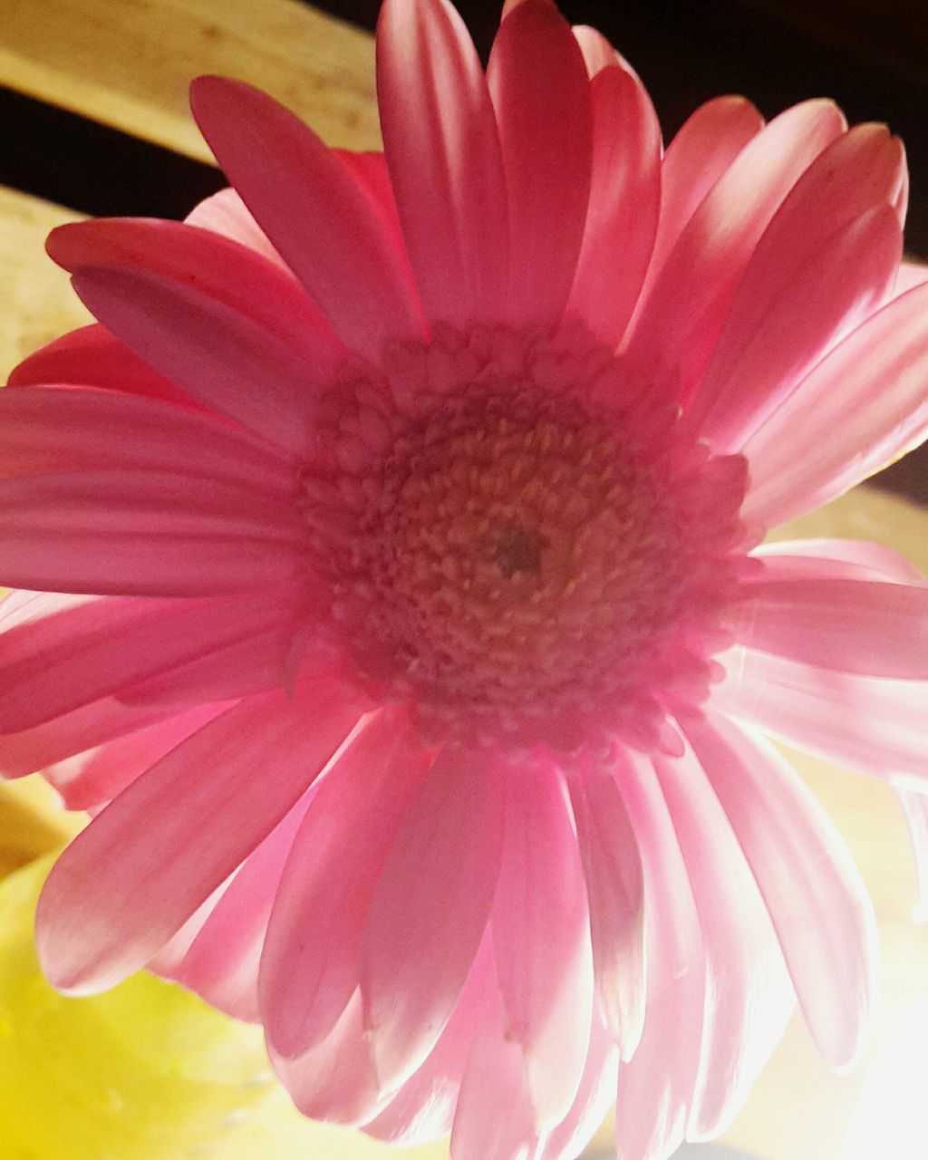 CLOSE-UP OF PINK DAHLIA FLOWER