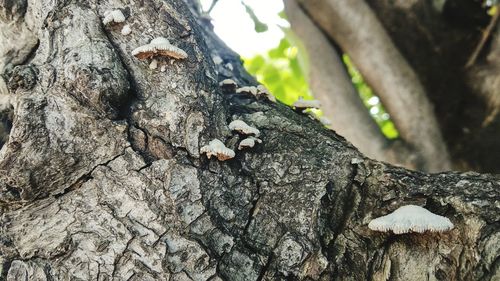 Close-up of mushroom growing on tree trunk