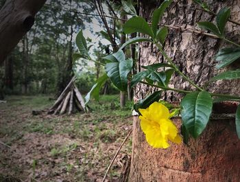 Close-up of yellow flowering plant on land