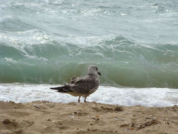 Seagull on shore at beach