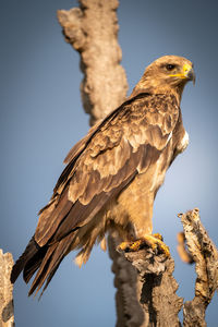 Low angle view of eagle perching on wooden post against sky