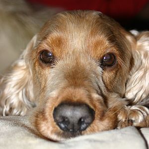 Close-up portrait of dog resting