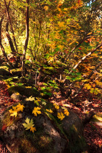 Autumn leaves on tree in forest