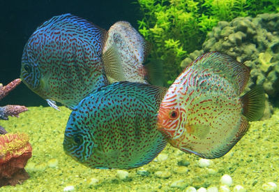 Close-up of fish swimming in sea