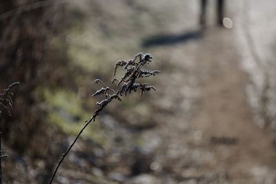 Close-up of wilted plant on field