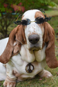 Portrait of dog wearing glasses 