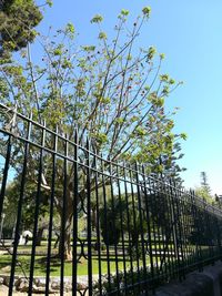 Trees against clear sky