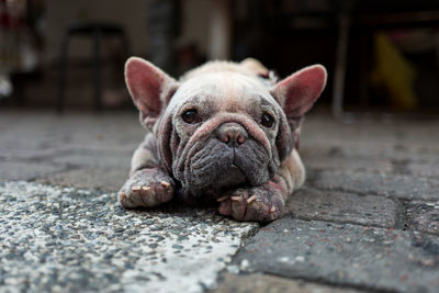 Close-up portrait of dog lying on street