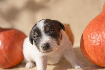 Close-up portrait of puppy