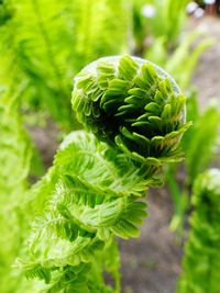 Close-up of fern growing on plant