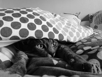 Close-up portrait of cat relaxing on bed at home