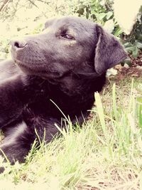 Close-up of black labrador