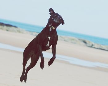 Dog jumping at beach against sky