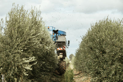 Olive harvester machine