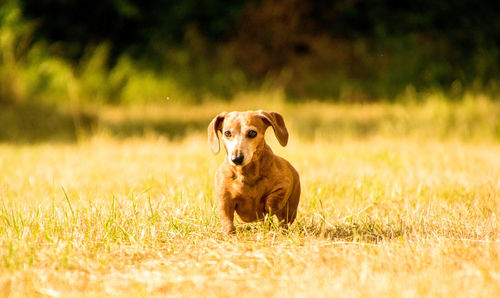 Portrait of dog on field