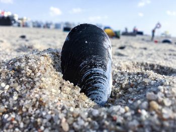 Close-up of seashell on sand at beach