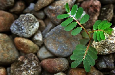 Close-up of plant growing on rock