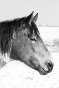 Close-up of horse looking away