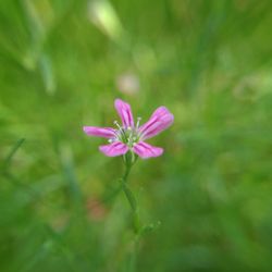 Close-up of pink flowers