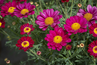 High angle view of pink flowering plants