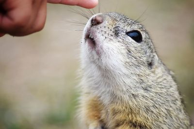 Close-up of a hand holding a bird