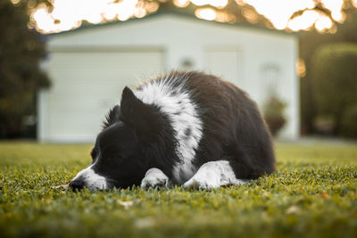 Black and white border collie.