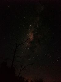 Low angle view of tree against sky at night