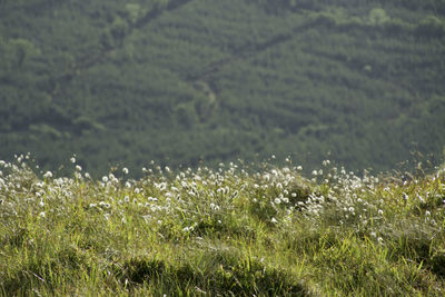 Bog cotton high above the surrounding land