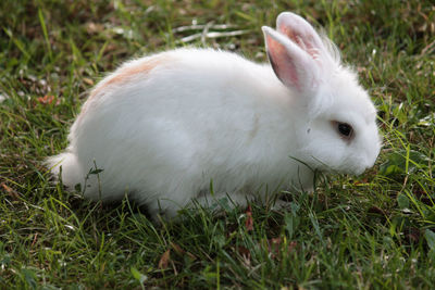 Close-up of white rabbit on grass