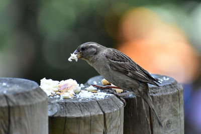 Close-up of bird perching on wooden post