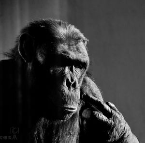 Close-up of gorilla at zoo