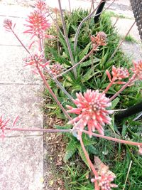 High angle view of pink flowering plants on field