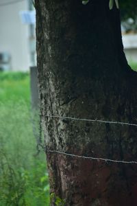 Close-up of tree trunk on field