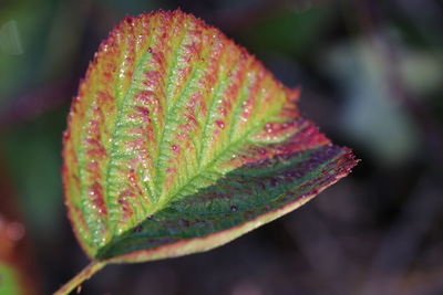 Close-up of leaf
