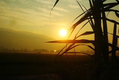 Silhouette plants on field against sky during sunset