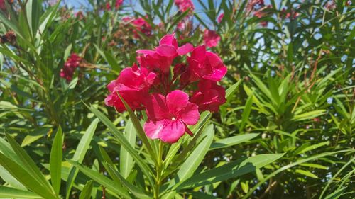 Close-up of pink flowers