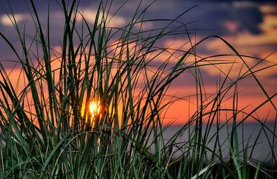 Close-up of plants at sunset
