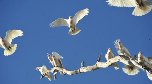 Low angle view of bird flying against clear sky