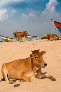 Cows on the ground