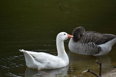 Close-up of swan swimming in lake