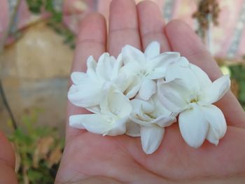 Close-up of hand holding white flower