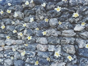 Close-up of flowers