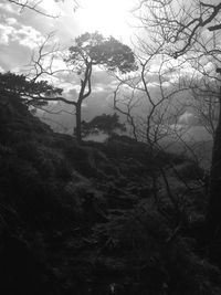 Trees on landscape against sky