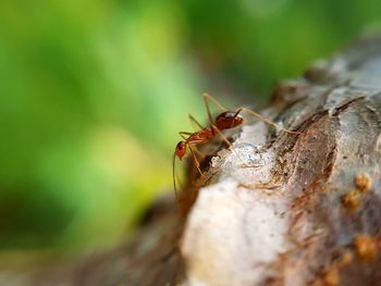 Close-up of ant on tree trunk