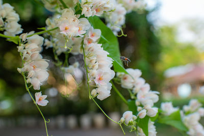 Close-up of white flowering plant