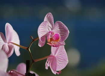 Close-up of pink flowers blooming outdoors