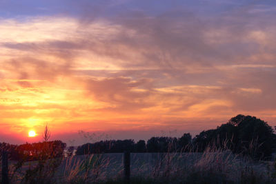 Silhouette of trees at sunset