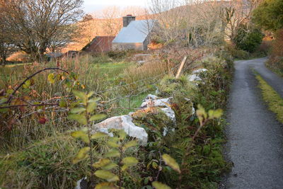 Plants and trees in autumn