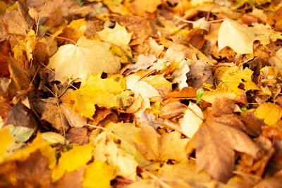 Full frame shot of dry leaves