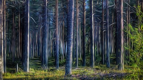 Full frame shot of bamboo trees on field